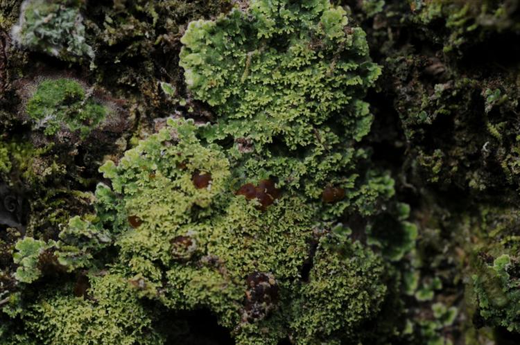 Phyllopsora parvifolia from Trinidad and Tobago, Tobago Parish of  St John Specimen O-L152164