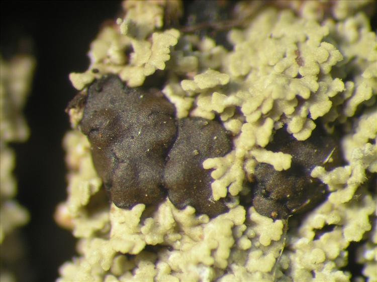 Phyllopsora parvifoliella from Netherlands Antilles, Sint  Eustatius Habitus. leg. Sipman  14820. Image width = 4 mm.