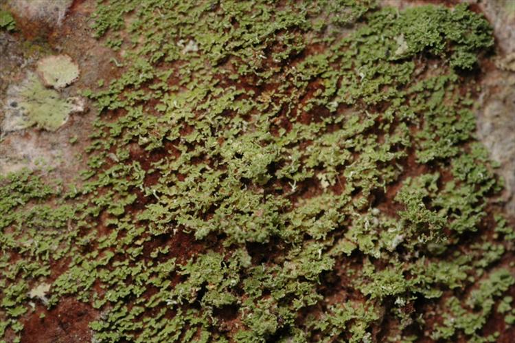 Phyllopsora parvifoliella from Peru, Loreto Specimen O-L144633