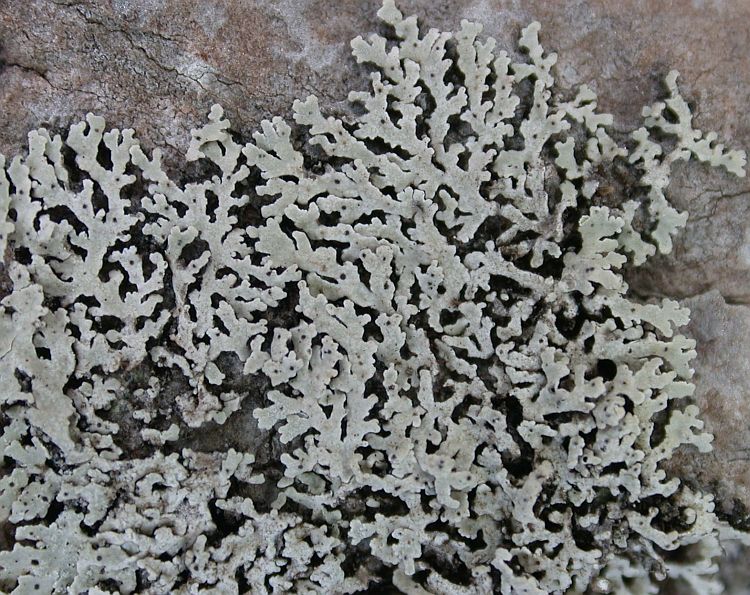 Physcia biziana from Ecuador, Galápagos 