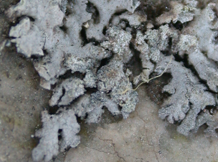 Physcia caesia from China, Yunnan (ABL)