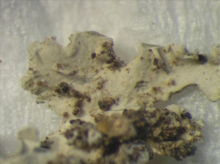 Physcia crispa from Netherlands Antilles, Sint  Eustatius Habitus. leg. Sipman  15024. Image width = 4 mm.