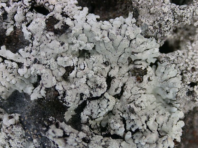 Physcia poncinsii from Ecuador, Galápagos 