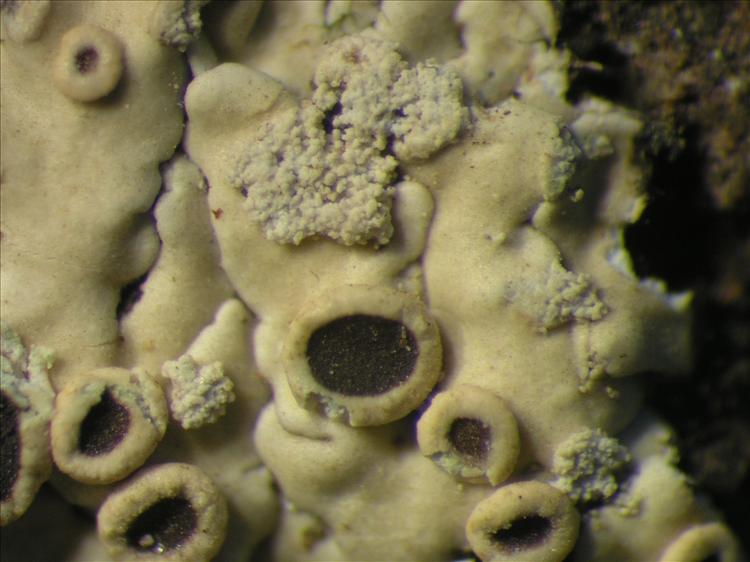 Physcia sorediosa from Netherlands Antilles, Saba Habitus. leg. Sipman  15225. Image width = 4 mm.