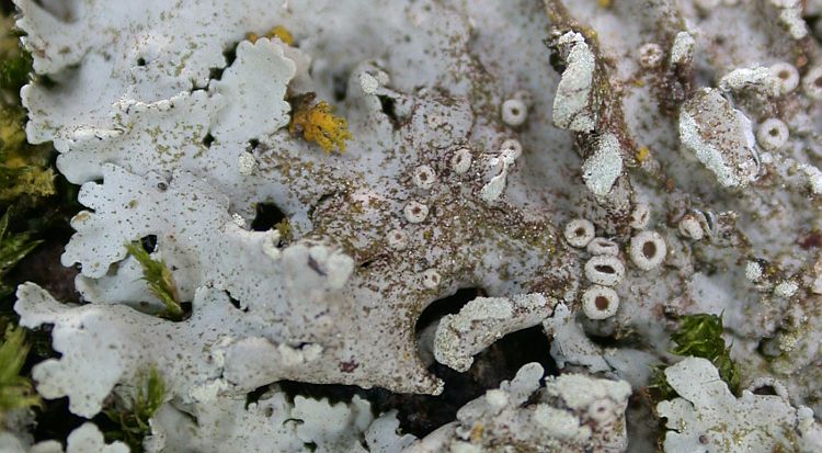 Physcia tribacioides from Taiwan 