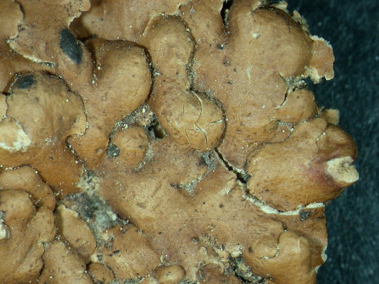 Physcidia cylindrophora from Bangladesh leg. S.Iqbal 1232; herb. LAH