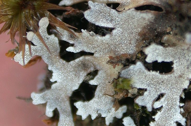 Physconia muscigena from Taiwan 