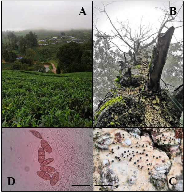 Pyrenula subglabrata from India A new record of pyrenocarpous lichen to the Indian biota