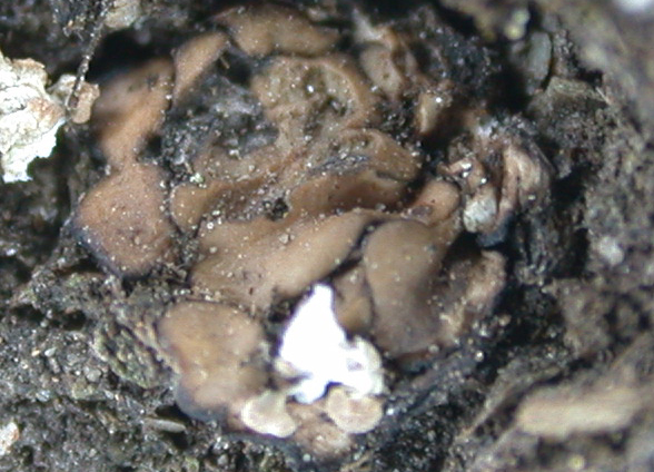 Placidium squamulosum from Taiwan 