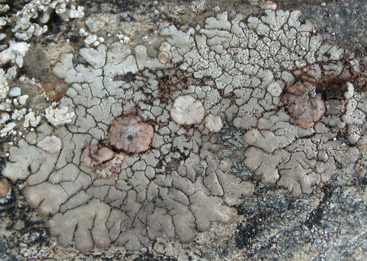 Placopsis cribellans from Taiwan 