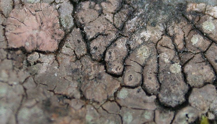 Placopsis gelida from China, Yunnan 