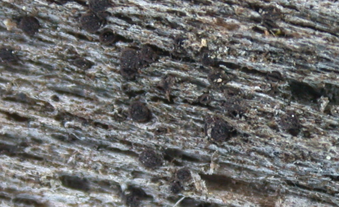 Placynthiella uliginosa from Taiwan 