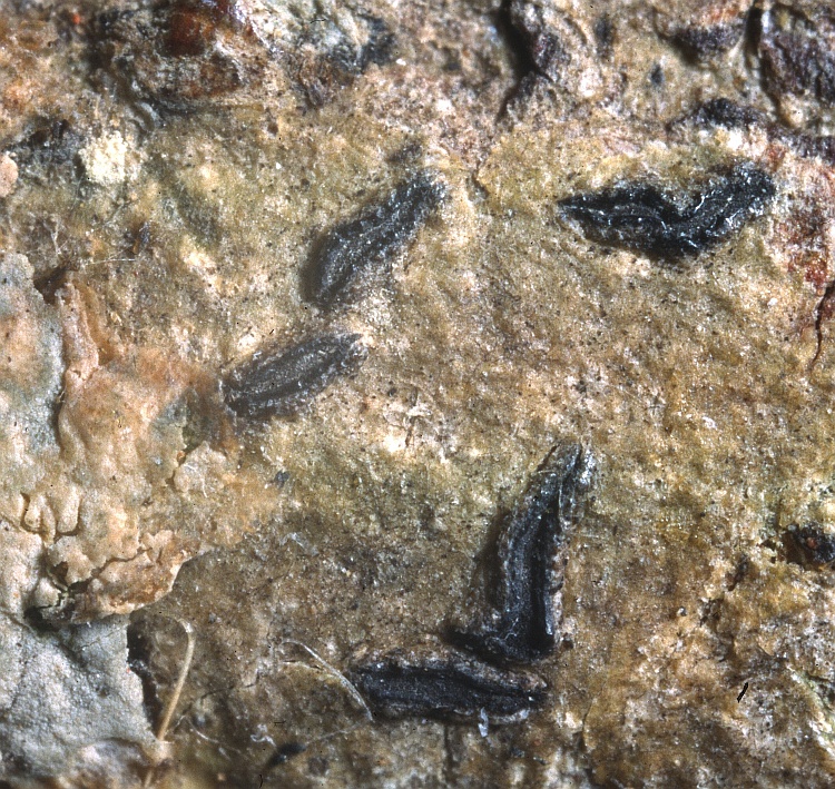 Platygramme arechavaletae from Uruguay Phaeographina arechavaletae Müll. Arg. (G) holotype