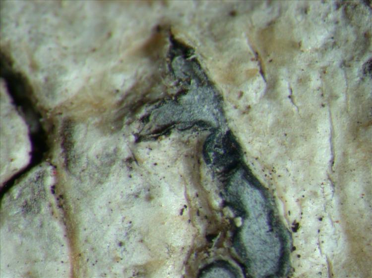 Platygramme caesiopruinosa from Puerto Rico 