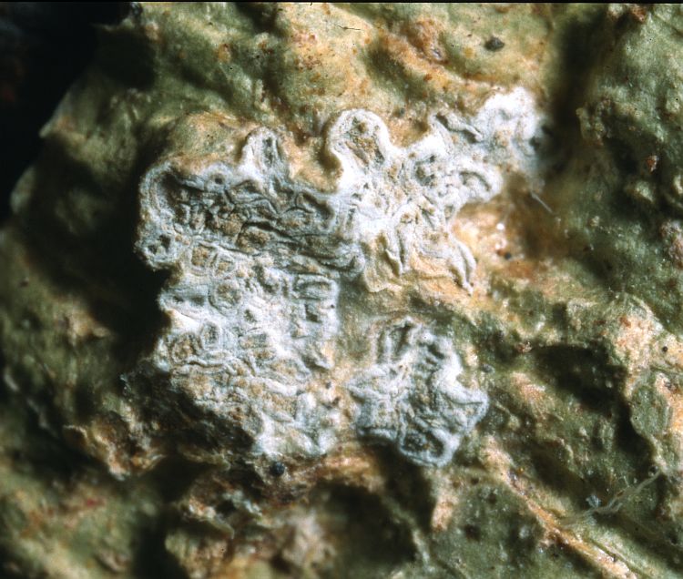 Platythecium cristobalensis from Solomon Islands holotype