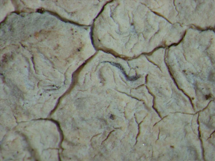 Platythecium grammites from Kenya 