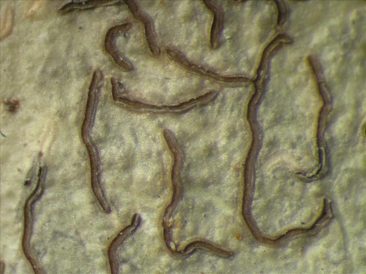 Platythecium grammitis from Netherlands Antilles, Saba Habitus. leg. B. Buck 50591. Image width = 4 mm.