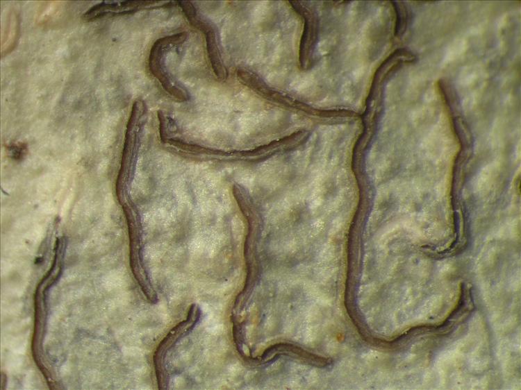 Platythecium grammitis from Netherlands Antilles, Saba Habitus. leg. B. Buck 50591. Image width = 4 mm.