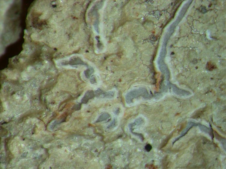 Platythecium inspersum from French Guiana 