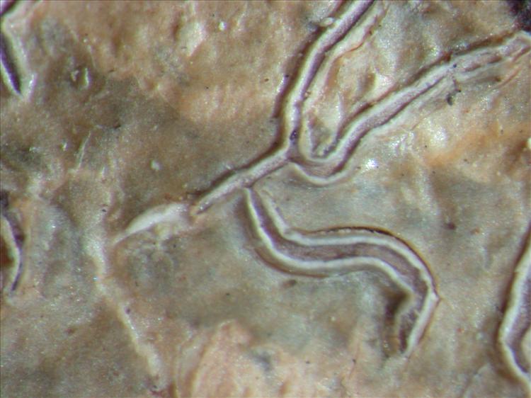 Platythecium leiogramma from French Guiana 