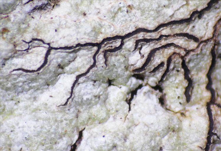 Platythecium seychellense from Seychelles, Isle of Mahe Lirellae up to 6 mm long; leg. E. Stocker