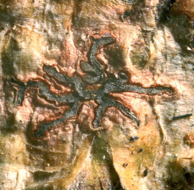 Phaeographina rhodoplaca from Costa Rica type specimen