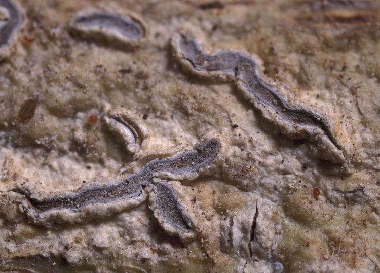 Phaeographis litoralis from Australia type specimen