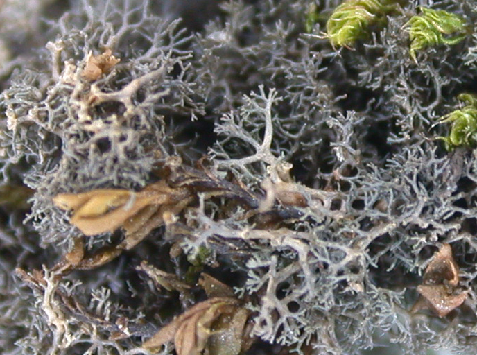 Polychidium stipitatum from Taiwan 