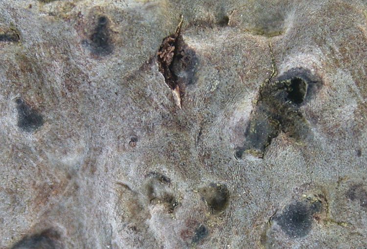 Polymeridium campylothelioides from Taiwan 
