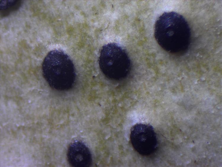 Pyrenula globifera from Philippines (CMUH)