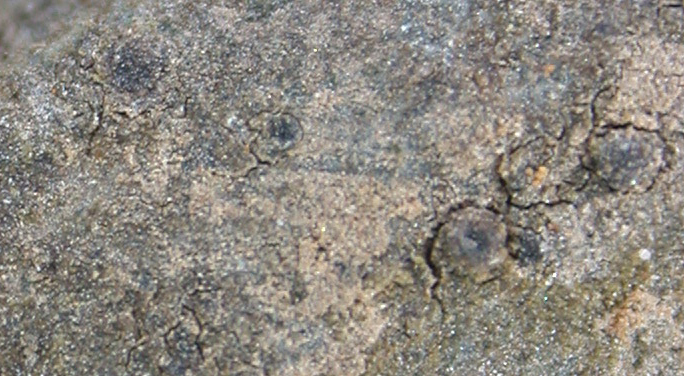 Porina grandis from China, Yunnan 