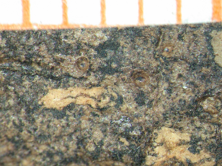 Porina marginata from S. America type of Porina tetracerae type in L