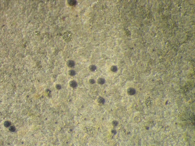 Porina nitidula from Netherlands Antilles, Sint  Eustatius Habitus. leg. Sipman  15004. Image width = 4 mm.