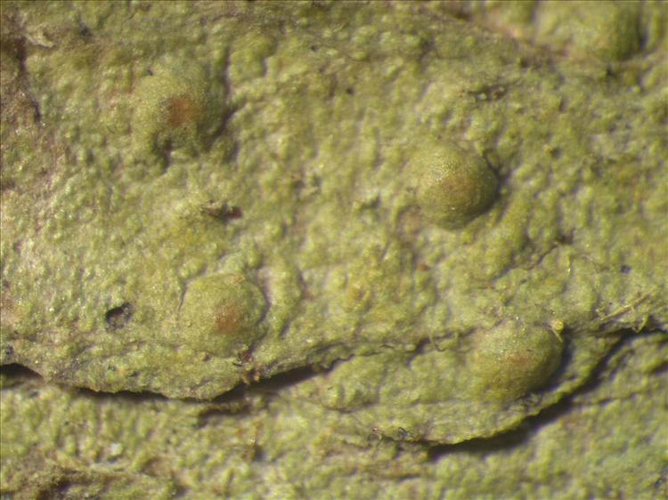 Porina nucula from Netherlands Antilles, Saba Habitus. leg. Sipman  54708b. Image width = 4 mm.
