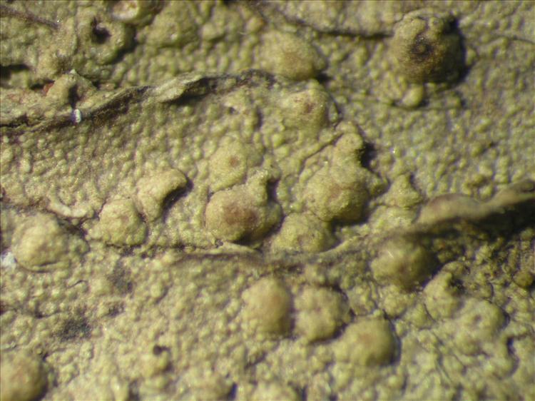 Porina nucula from Netherlands Antilles, Saba Habitus. leg. B. Buck 50899. Image width = 4 mm.
