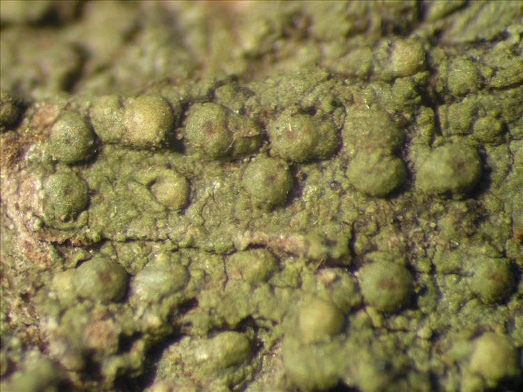 Porina nucula from Netherlands Antilles, Saba Habitus. leg. Sipman  54890. Image width = 4 mm.