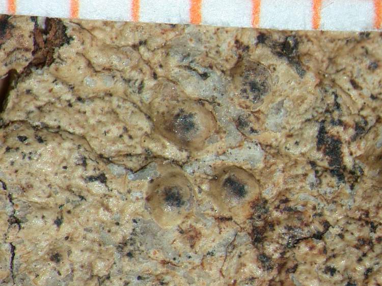 Porina praestantior from Indonesia type L