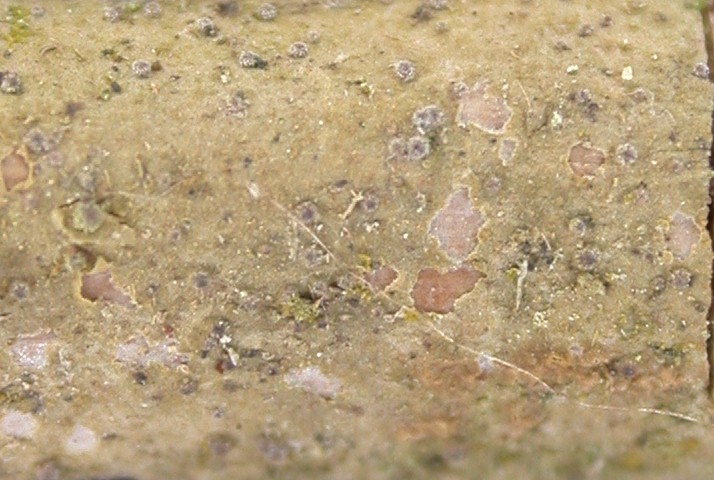 Porina semecarpi from Ecuador, Galápagos 