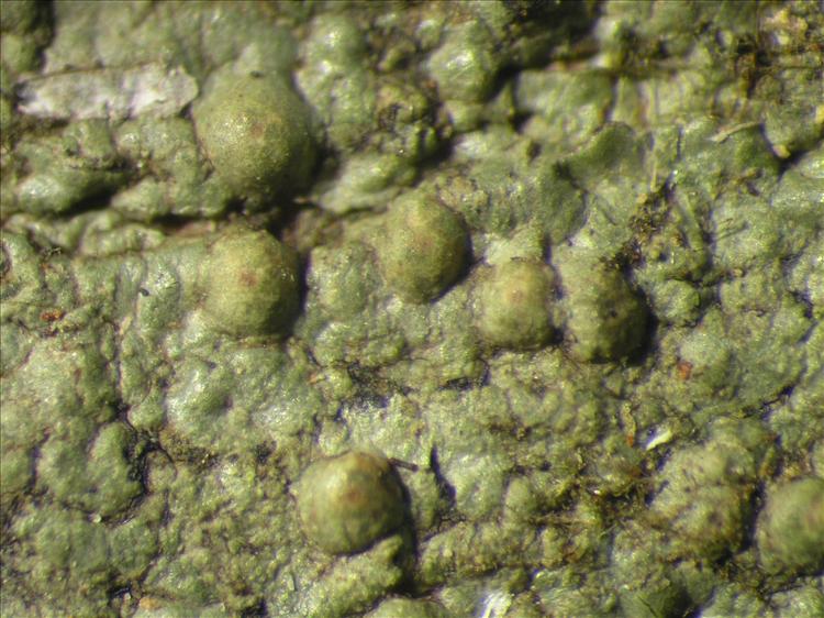 Porina tetracerae from Netherlands Antilles, Saba Habitus. leg. Sipman  54708a. Image width = 4 mm.