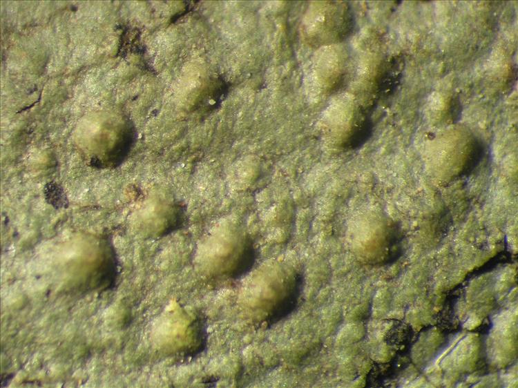 Porina tetracerae from Netherlands Antilles, Saba Habitus. leg. Sipman  54708a. Image width = 4 mm.
