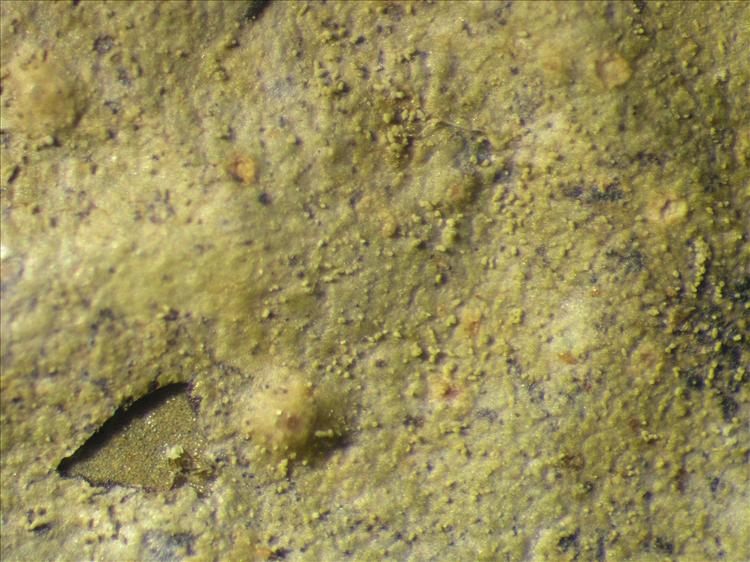 Porina tetracerae from Netherlands Antilles, Saba Habitus. leg. Sipman  55005. Image width = 4 mm.