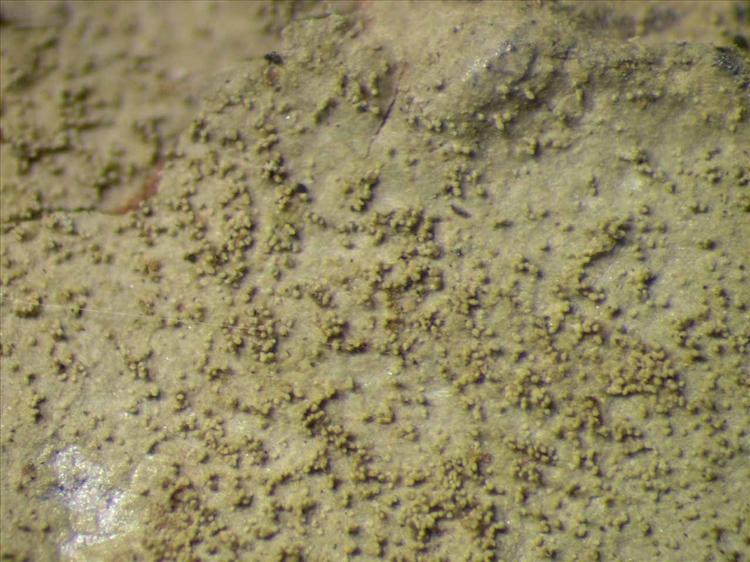 Porina tetracerae from Singapore Habitus. leg. Sipman 45512. Image width = 4 mm.