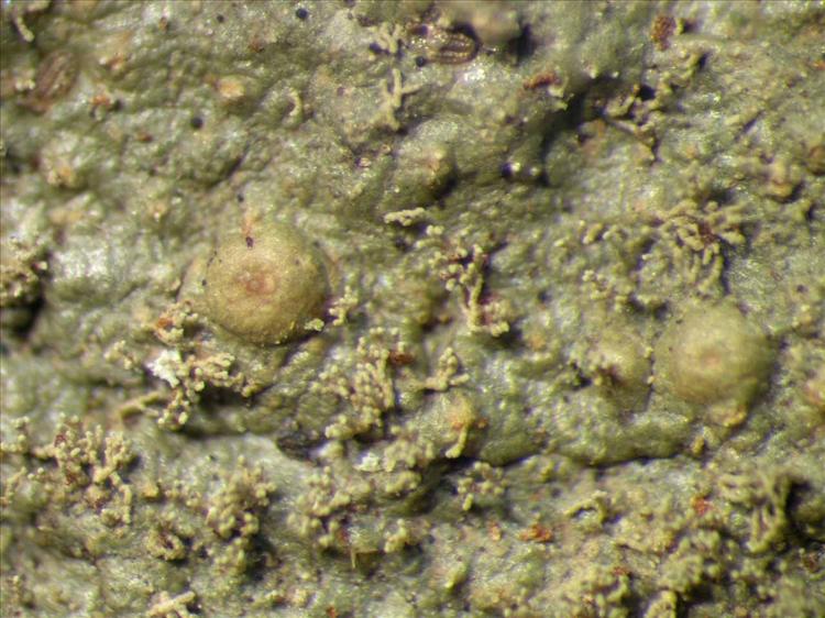 Porina tetracerae from Singapore Habitus. leg. Sipman 45919. Image width = 4 mm.