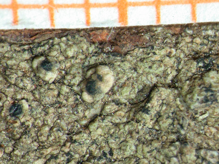 Porina trigastrica from Indonesia type L
