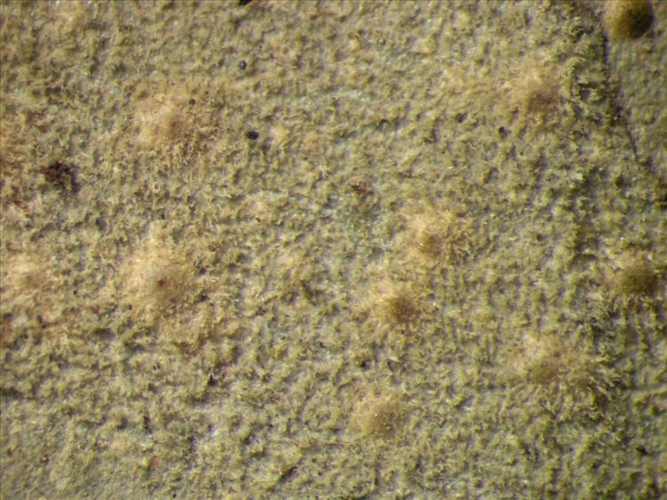 Porina virescens from Singapore Habitus. leg. Sipman 46192. Image width = 4 mm.