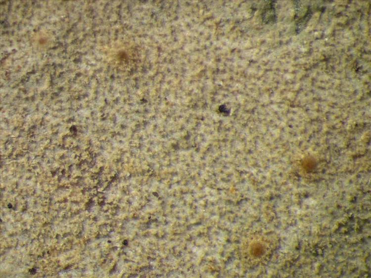 Porina virescens from Singapore Habitus. leg. Sipman 46485. Image width = 4 mm.