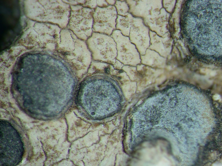 Porpidia albocaeruescens from NE Pakistan leg. S.Iqbal 65; herb. LAH