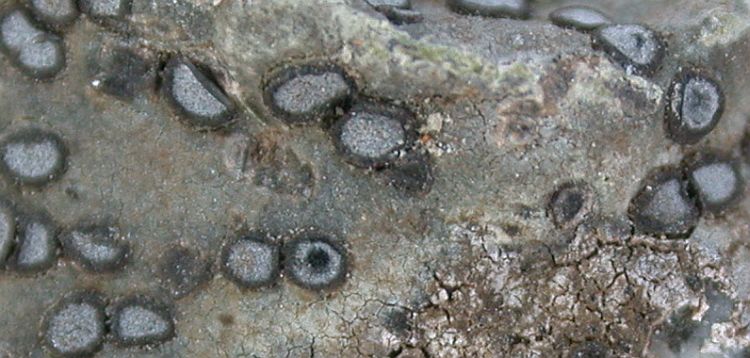Porpidia albocaerulescens from Taiwan 