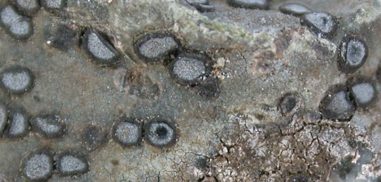 Porpidia albocaerulescens from Taiwan 