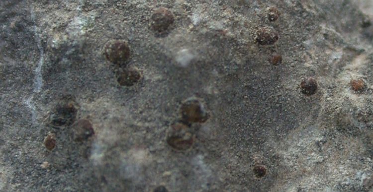 Protoblastenia incrustans from China, Yunnan 